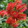 Callistemon Viminalis Slim Bottlebrush
