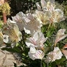 Alstroemeria X Casablanca Peruvian Lily