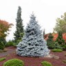 Picea Pungens Monty Blue Spruce