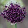 Allium Bulb Atropurpureum and Nigrum Mixture Ornamental Onion