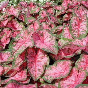 Caladium Bulb Fancy Leaf Carolyn Whorton Angel Wings