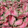 Caladium Bulb Fancy Leaf Carolyn Whorton Angel Wings
