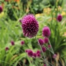 Allium Bulb Drumsticks Sphaerocephalon Ornamental Onion