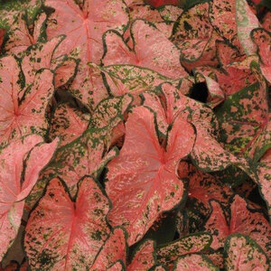 Caladium Bulb Fancy Leaf Pink Beauty Angel Wings #1
