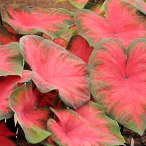 Caladium Bulb Fancy Leaf Postman Joyner Angel Wings #1