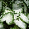 Caladium Bulb Fancy Leaf Aaron Angel Wings