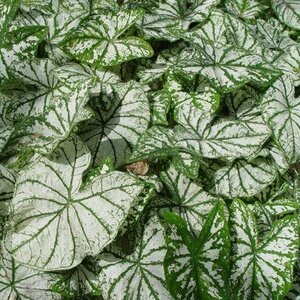 Caladium Bulb Fancy Leaf White Christmas Angel Wings #1
