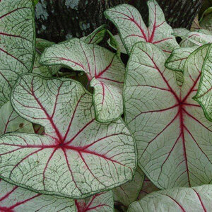 Caladium Bulb Fancy Leaf White Queen Angel Wings #1