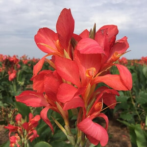 Canna Bulb Indica City of Portland Canna Lily 2/3 Eye 50 Count Bag