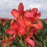 Canna Bulb Indica City of Portland Canna Lily 2/3 Eye