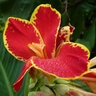 Canna Bulb Dwarf Lucifer Canna Lily 2/3 Eye