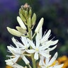 Camassia Bulb Leichtlinii Alba Camas