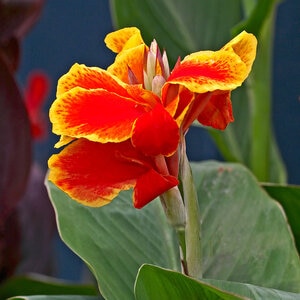 Canna Bulb Indica Rosemond Cole Canna Lily 2/3 Eye 50 Count Bag