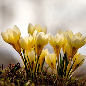 Crocus Bulb Chrysanthus Cream Beauty Small Flowering Crocus