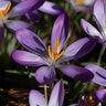 Crocus Bulb Species Tommasinianus Barr's Purple Crocus