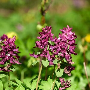 Corydalis Bulb Purple Bird Fumewort 150 Count Bag