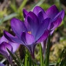 Crocus Bulb Species Tommasinianus Barr's Purple Crocus