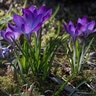 Crocus Bulb Species Tommasinianus Barr's Purple Crocus