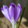 Crocus Bulb Species Tommasinianus Barr's Purple Crocus