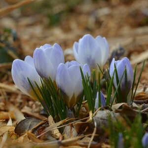Crocus Bulb Chrysanthus Blue Pearl Small Flowering Crocus Each