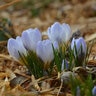 Crocus Bulb Chrysanthus Blue Pearl Small Flowering Crocus