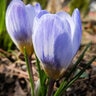 Crocus Bulb Chrysanthus Blue Pearl Small Flowering Crocus