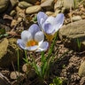 Crocus Bulb Chrysanthus Blue Pearl Small Flowering Crocus