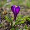 Crocus Bulb Vernus Flower Record Large Flowering Crocus