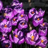 Crocus Bulb Vernus Flower Record Large Flowering Crocus