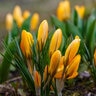 Crocus Bulb Flavus Golden Yellow Large Flowering Crocus
