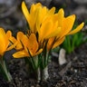 Crocus Bulb Flavus Golden Yellow Large Flowering Crocus
