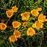 Crocus Bulb Flavus Golden Yellow Large Flowering Crocus
