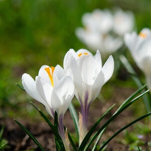Crocus Bulb Vernus Jeanne d'Arc Large Flowering Crocus