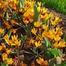 Crocus Bulb Species Orange Monarch Crocus