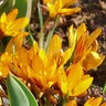 Crocus Bulb Species Orange Monarch Crocus