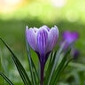 Crocus Bulb Vernus Pickwick Large Flowering Crocus