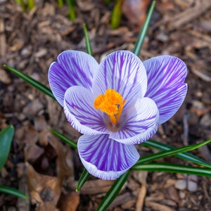 Crocus Bulb Vernus Pickwick Large Flowering Crocus
