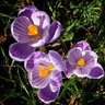 Crocus Bulb Vernus Pickwick Large Flowering Crocus