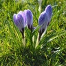 Crocus Bulb Vernus Pickwick Large Flowering Crocus