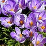 Crocus Bulb Vernus Pickwick Large Flowering Crocus