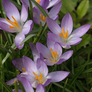 Crocus Bulb Species Tommasinianus Lilac Beauty Crocus 250 Count Bag