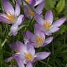 Crocus Bulb Species Tommasinianus Lilac Beauty Crocus