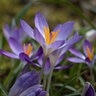 Crocus Bulb Species Tommasinianus Lilac Beauty Crocus