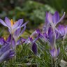Crocus Bulb Species Tommasinianus Lilac Beauty Crocus