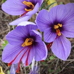 Crocus Bulb Saffron Sativus Autumn Flowering Crocus