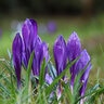 Crocus Bulb Vernus Grand Maitre Large Flowering Crocus