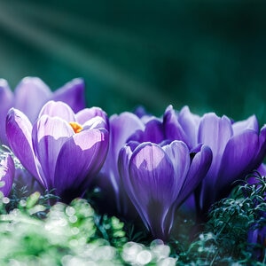 Crocus Bulb Vernus Grand Maitre Large Flowering Crocus Each