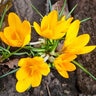 Crocus Bulb Flavus Yellow Mammouth Large Flowering Crocus
