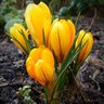 Crocus Bulb Flavus Yellow Mammouth Large Flowering Crocus