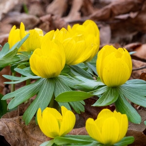 Eranthis Bulb Hyemalis Winter Aconite